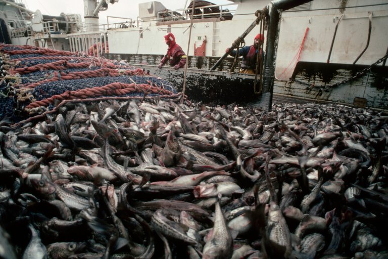 A haul of pollock aboard a factory trawler.