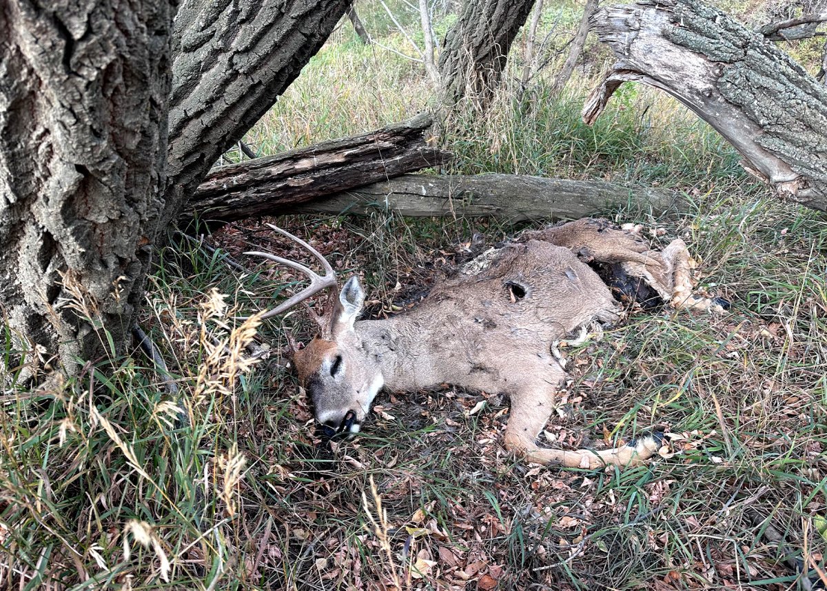 When EHD Hits Deer Paradise a Hunter Is Left to Make Sense of the Devastation When EHD Hits Deer Paradise a Hunter Is Left to Make Sense of the Devastation