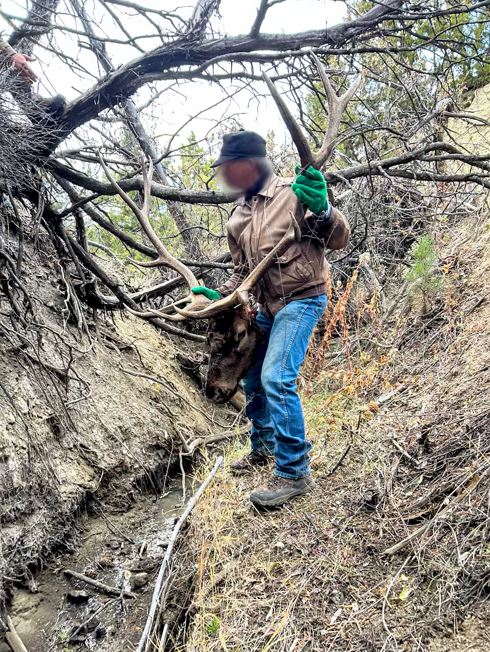 A rancher who took an elk skull hands it back.