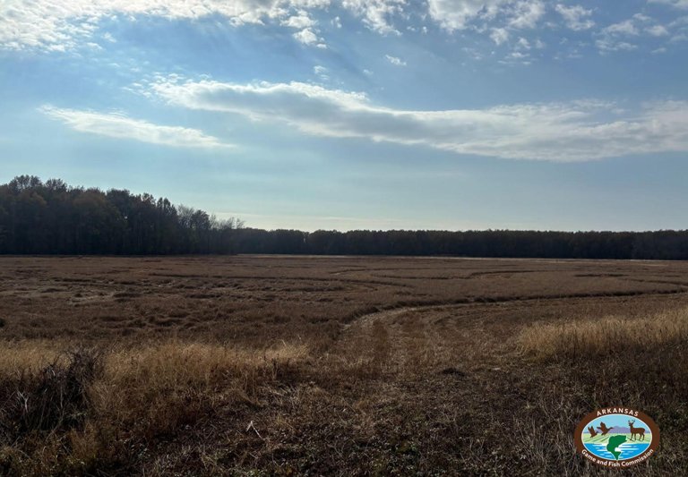 Dry wetlands at a wildlife management area in Arkansas.