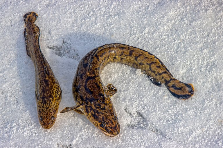 Trophy burbot on winter fishing laid out on ice