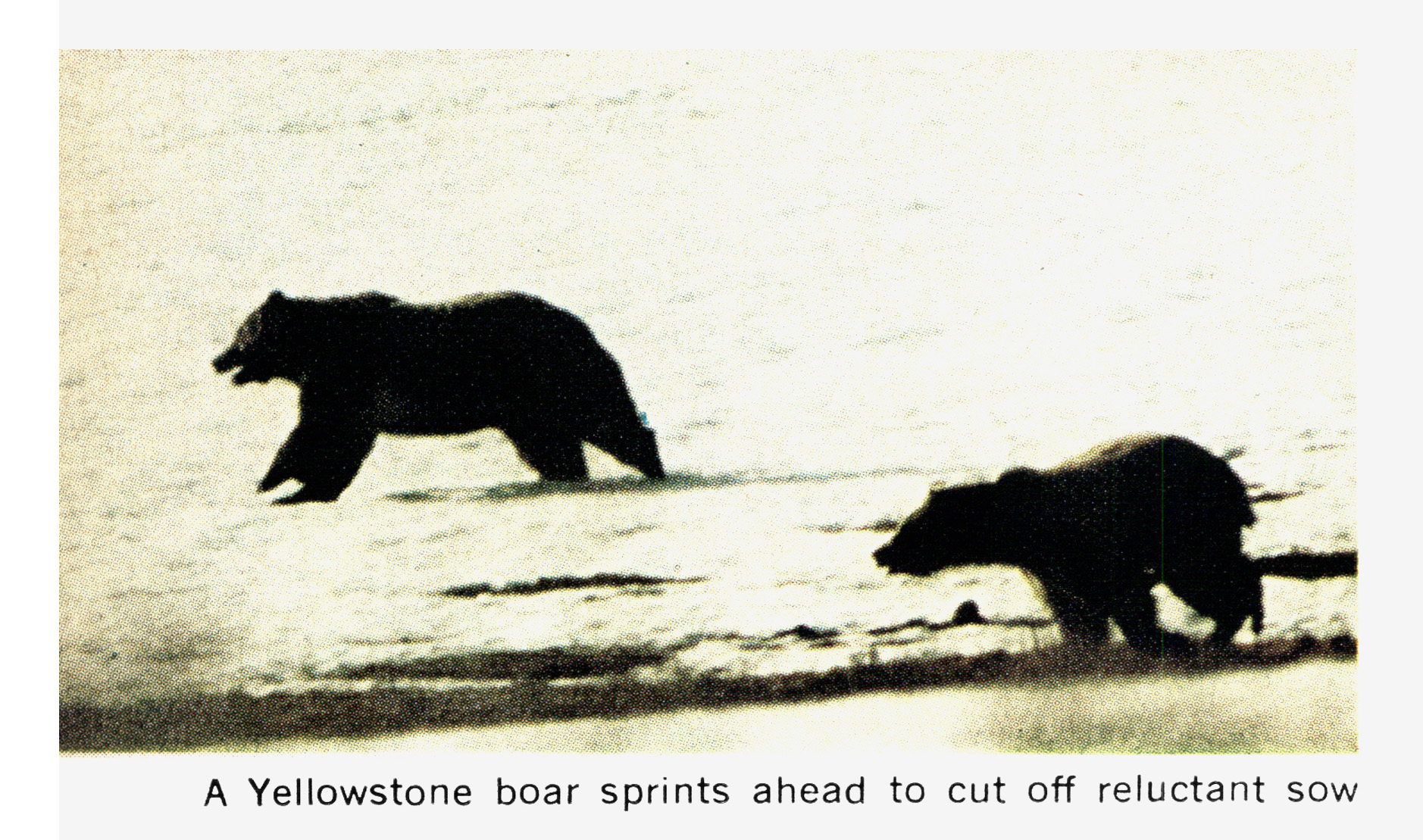 An old photo of yellowstone bears running