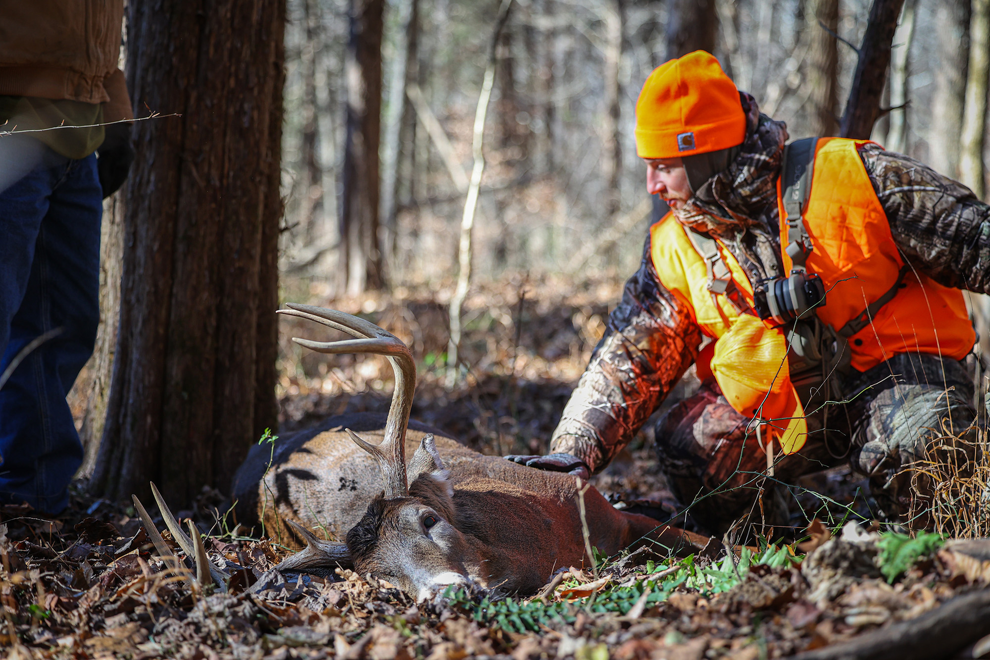 A buck shot with a 6.5 Creedmoor that did not leave a blood trail.