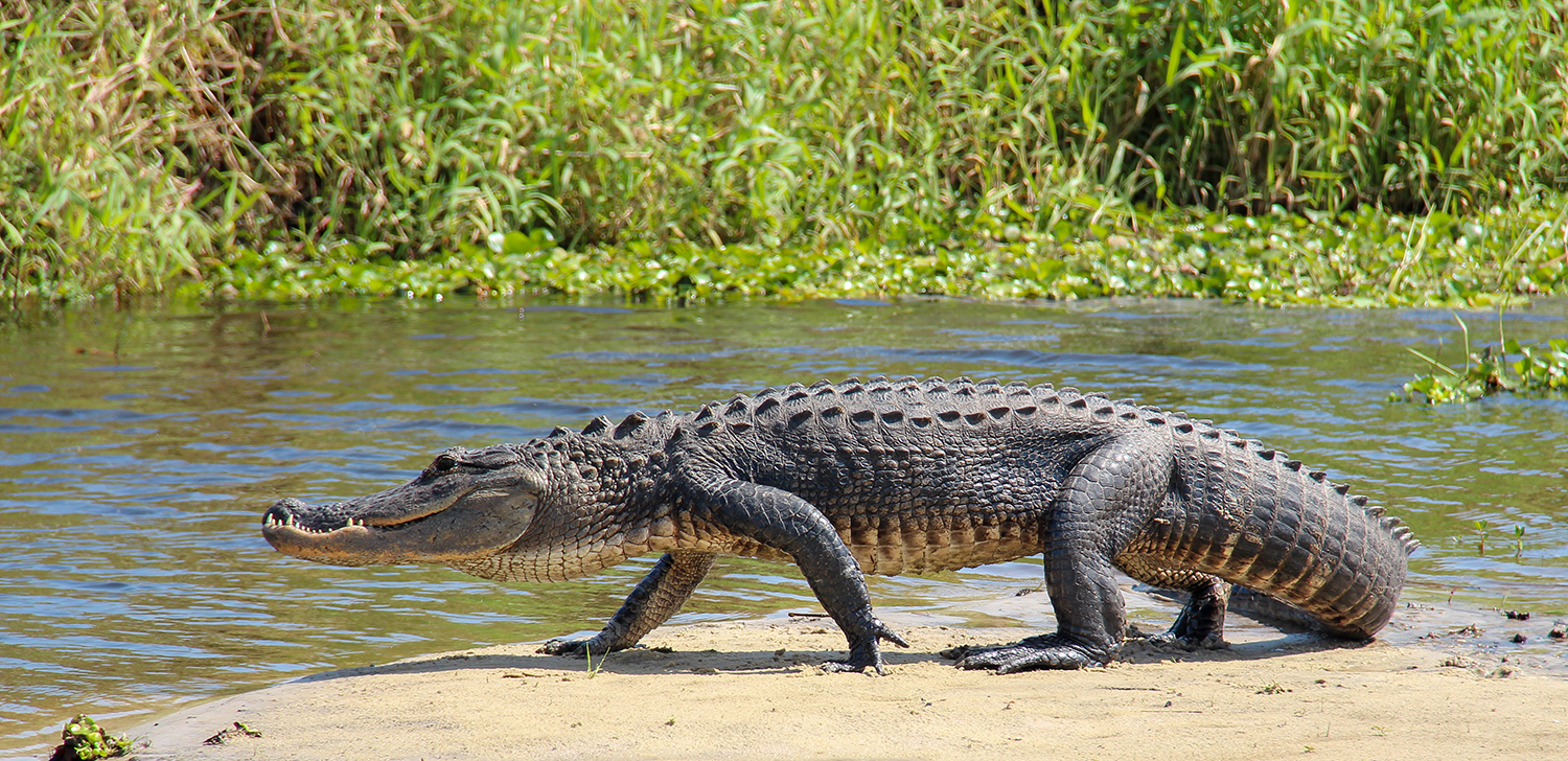 alligator in florida