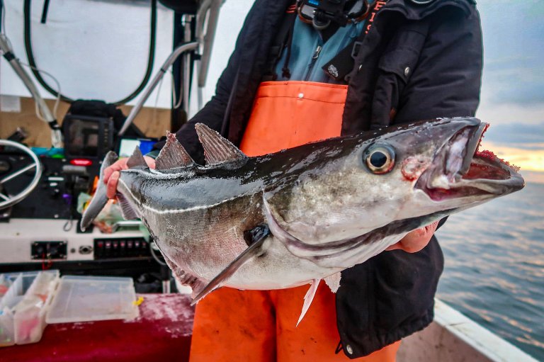 A photo of a fisherman in orange bibs holding up an icy winter pollock.