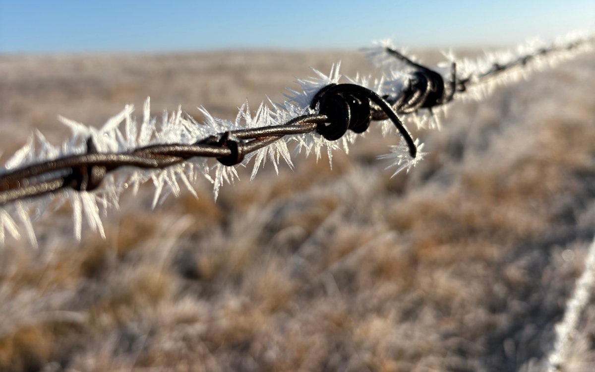 A barbed wire fence with frost on it