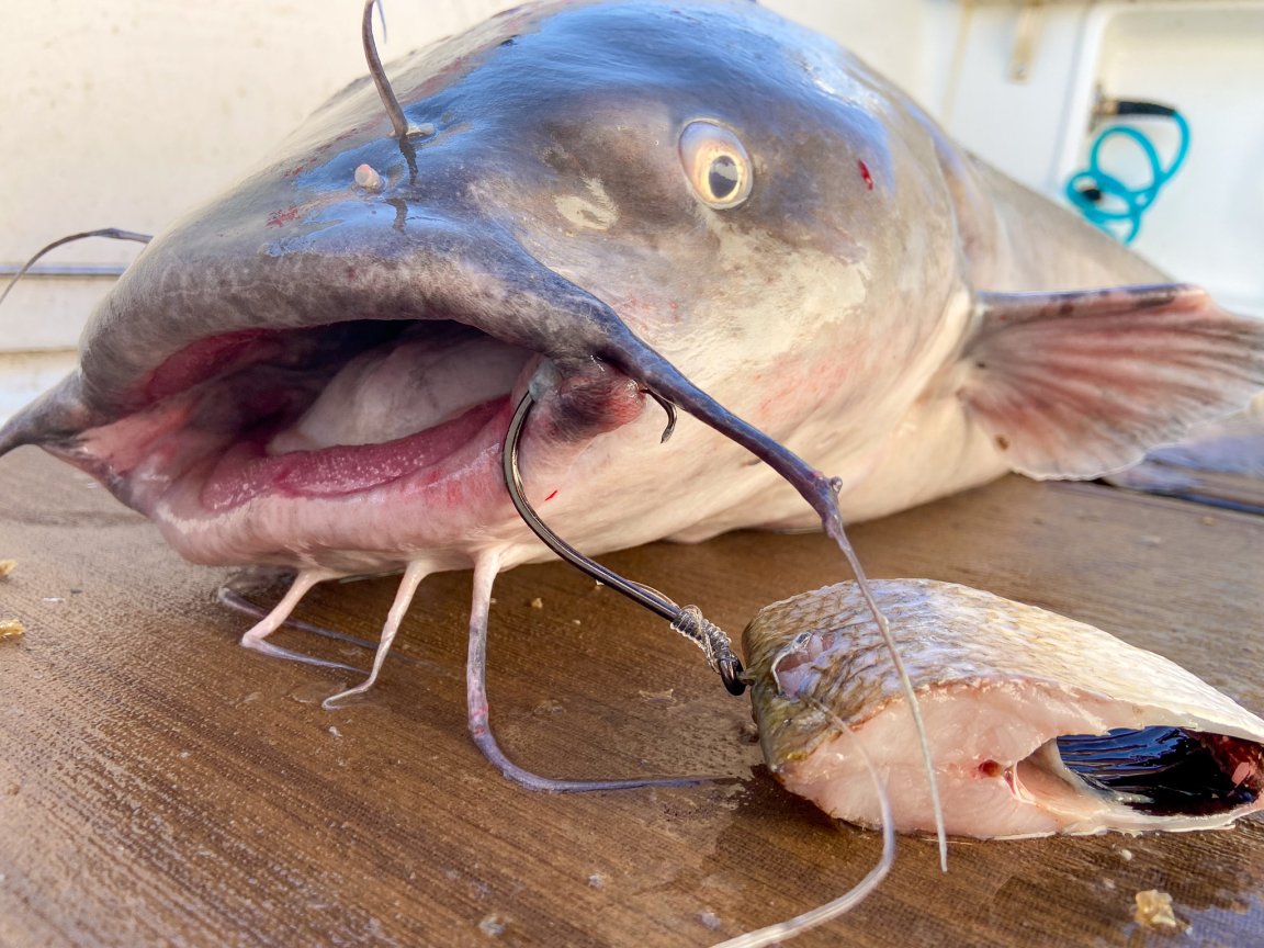 Blue catfish caught on shad chunk