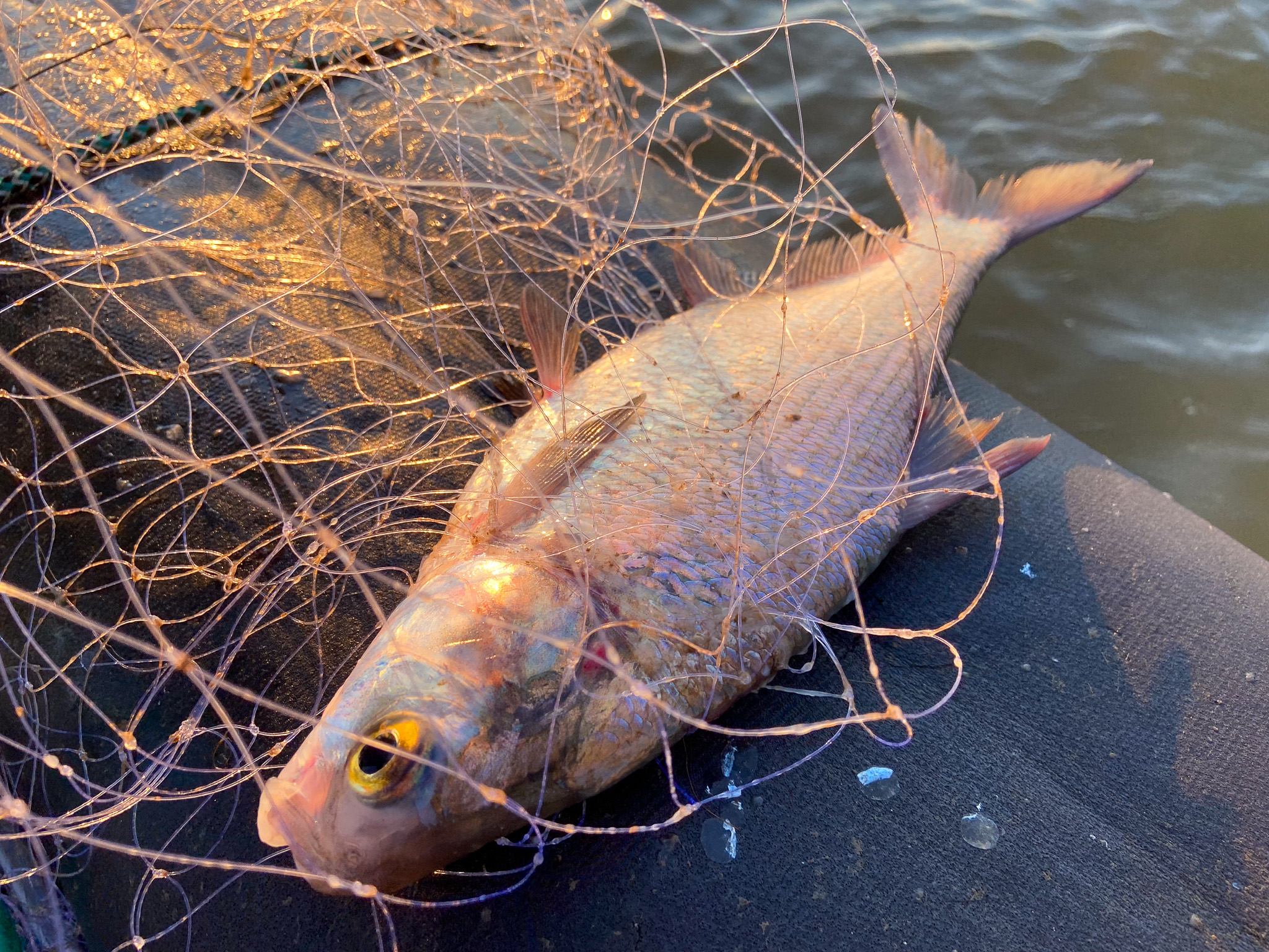 A shad caught in a net.