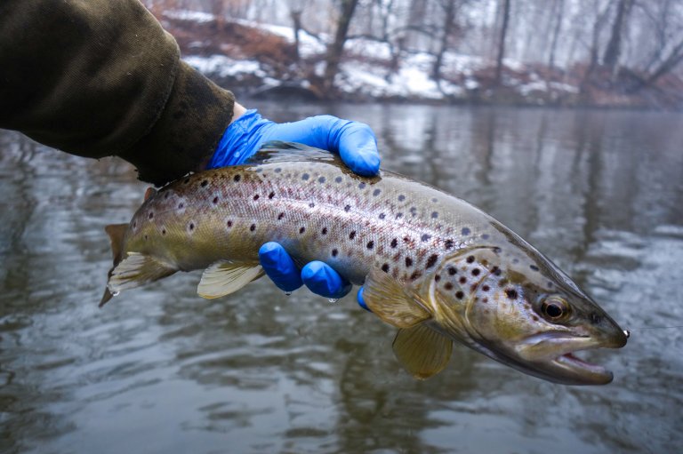A photo of a blue-gloved hand holding a winter trout caught from a river.