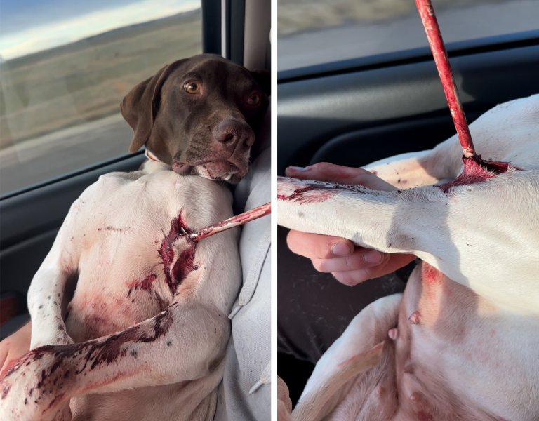 A bird dog sits in a passenger seat with an arrow in its armpit.