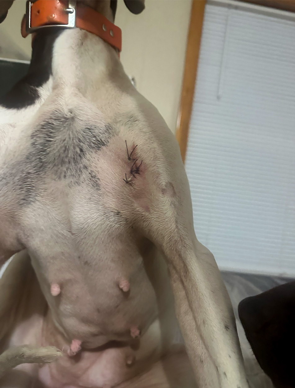 A bird dog with stitches in its armpit.