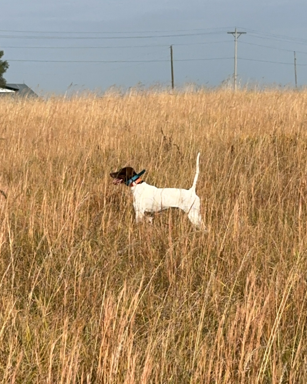 A pointer stands in a field.