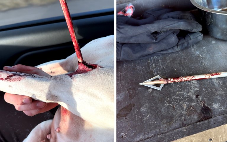 A bird dog sits in a passenger seat with an arrow in its armpit.