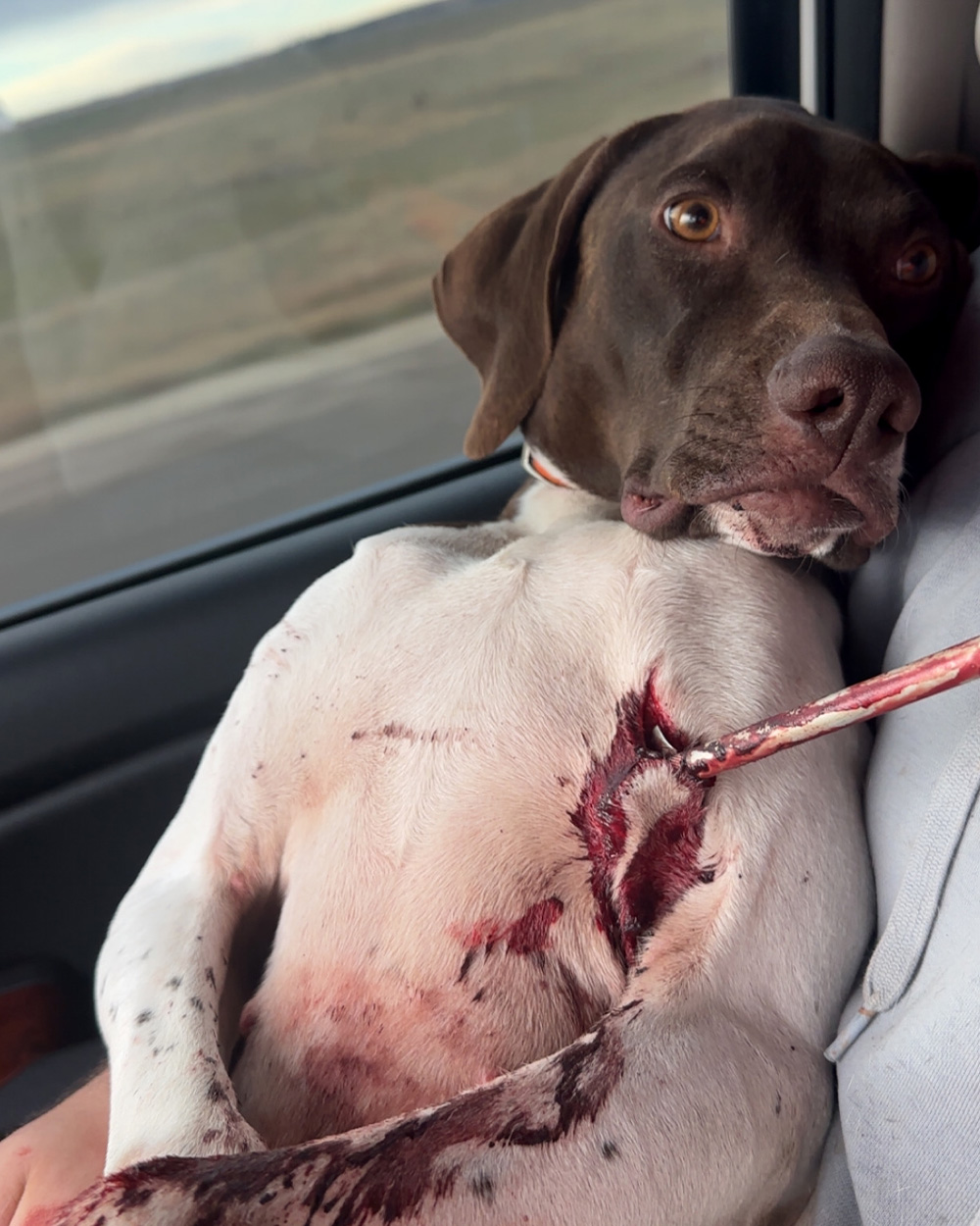 A bird dog sits in a passenger seat with an arrow in its armpit.