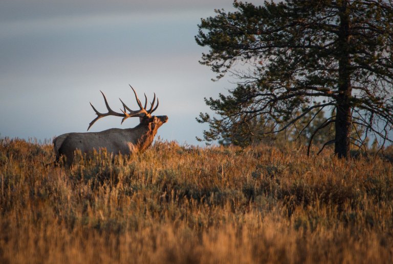 A bull elk in the brush.
