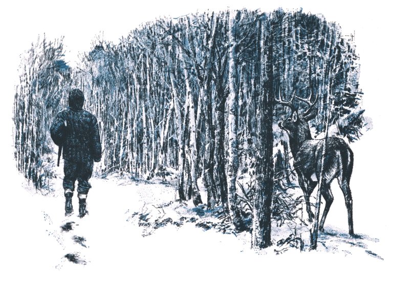 A buck watches a hunter.