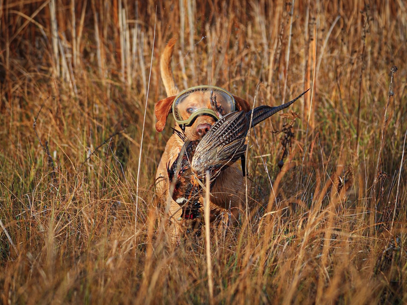 A dog wearing goggles fetches up a rooster.