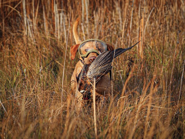 A dog wearing goggles fetches up a rooster.
