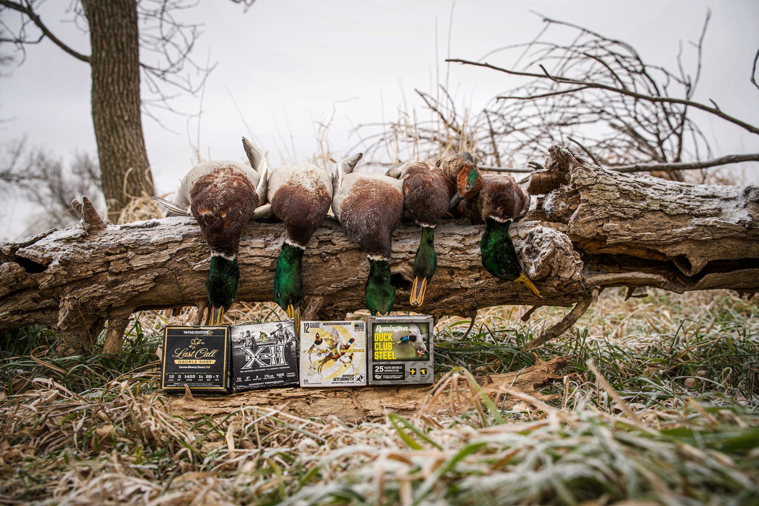 A limit of drake mallards on a log beside a row of expensive duck loads.