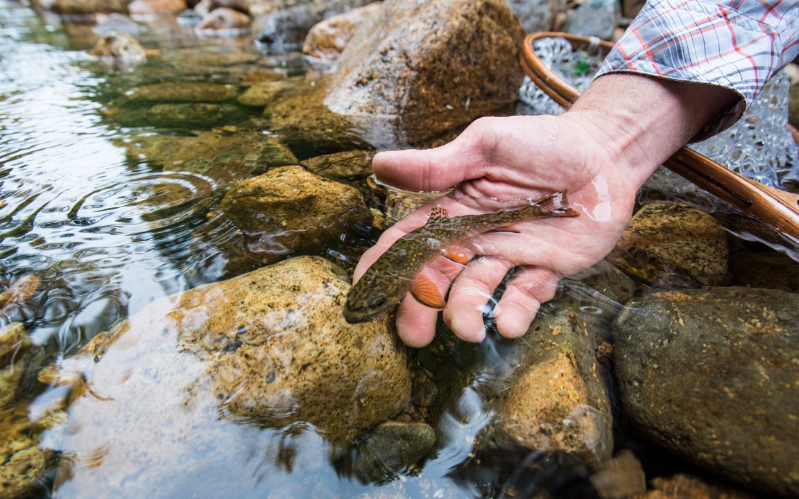 A fisherman releases a small brook trout in a rocky stream.