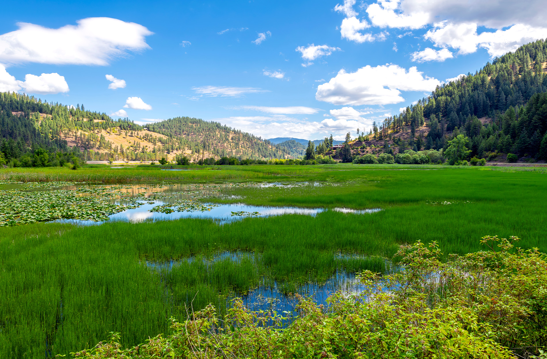 A wetland area in Idaho.