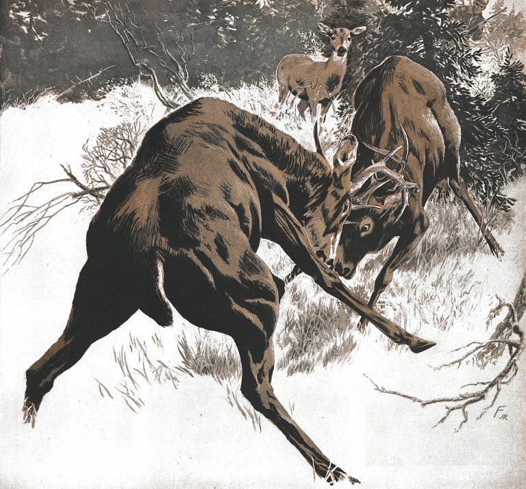 An illustration of two deer fighting in front of a doe.