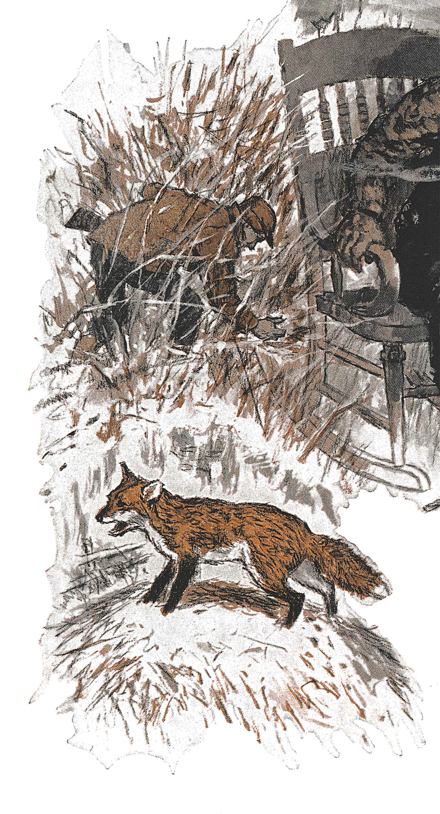 A hunter leans down while a fox runs.