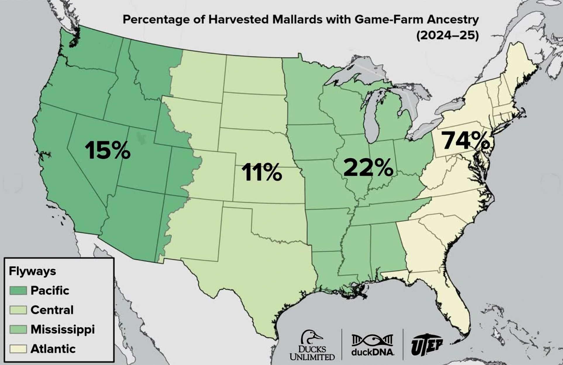 A map showing mallard genetics in the four flyways.