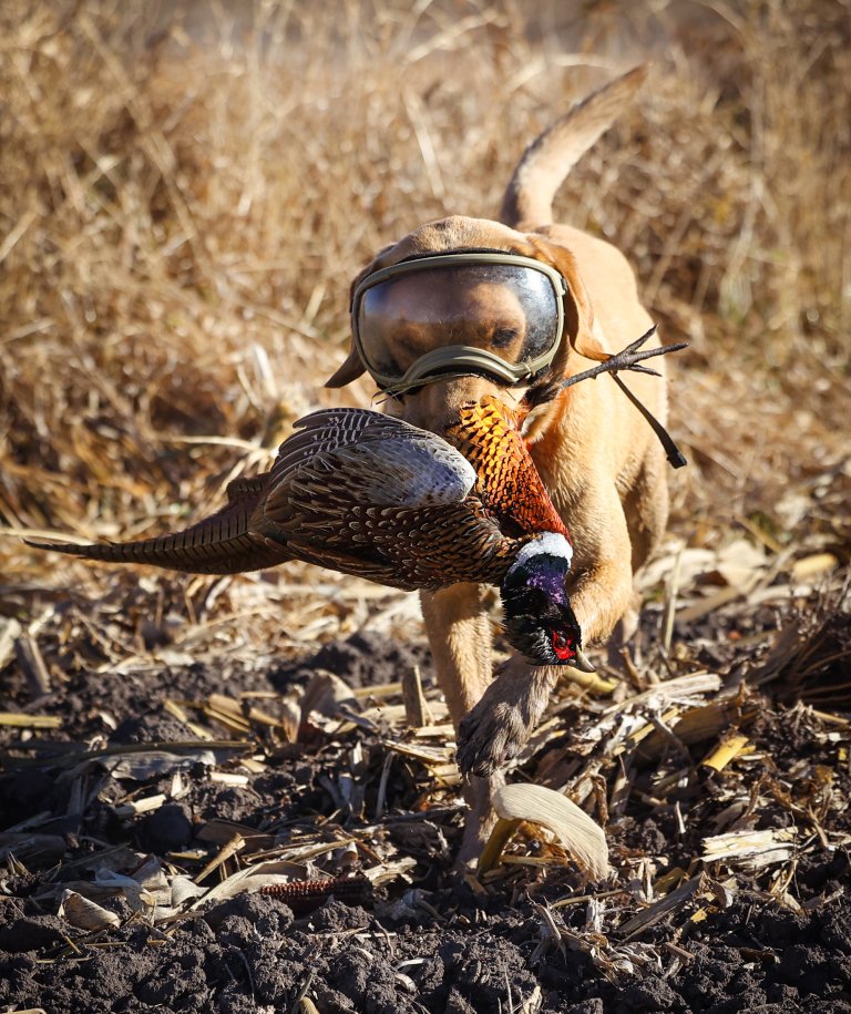 a doge wearing goggles