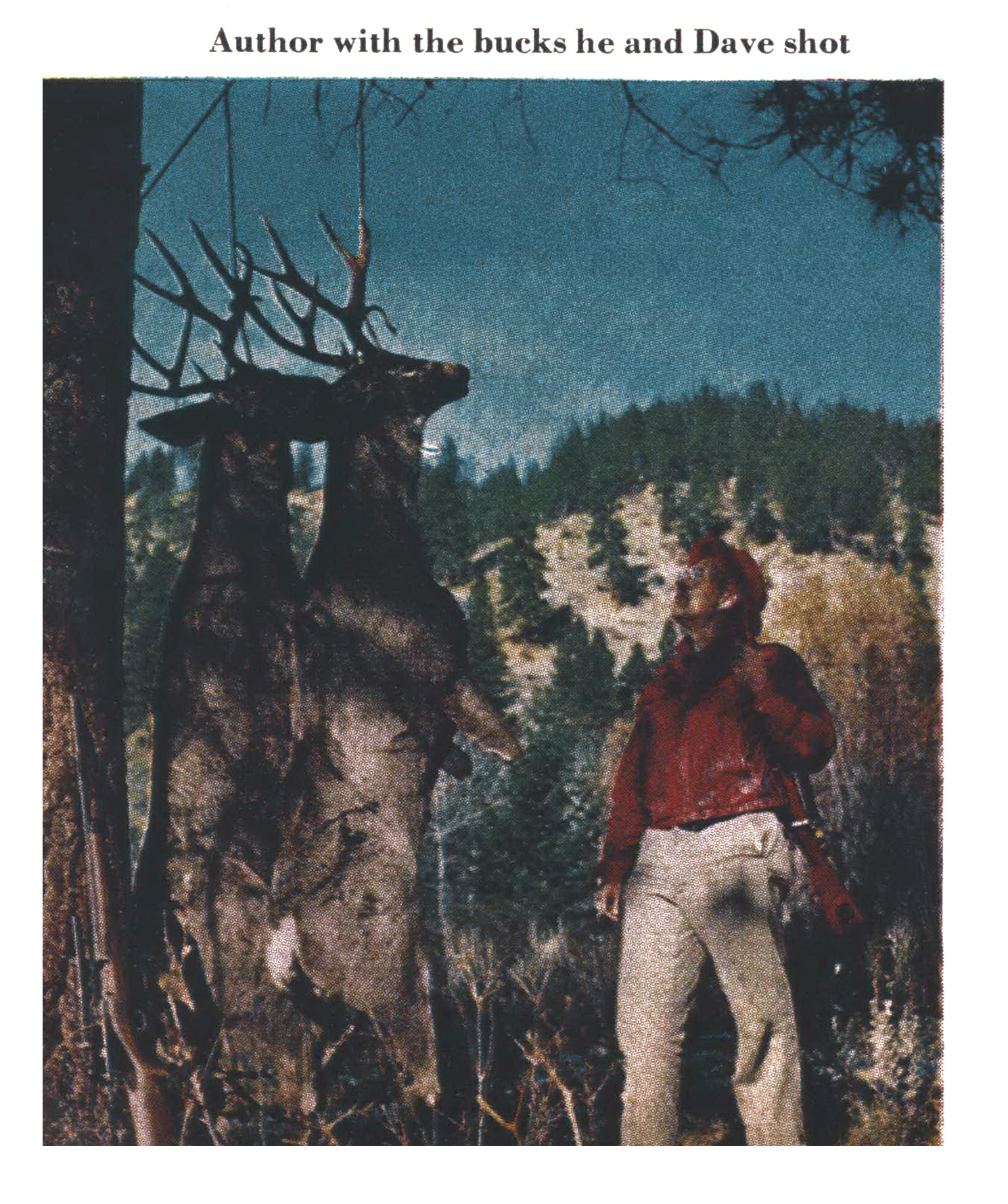 An old color photograph of two deer hanging in a tree.