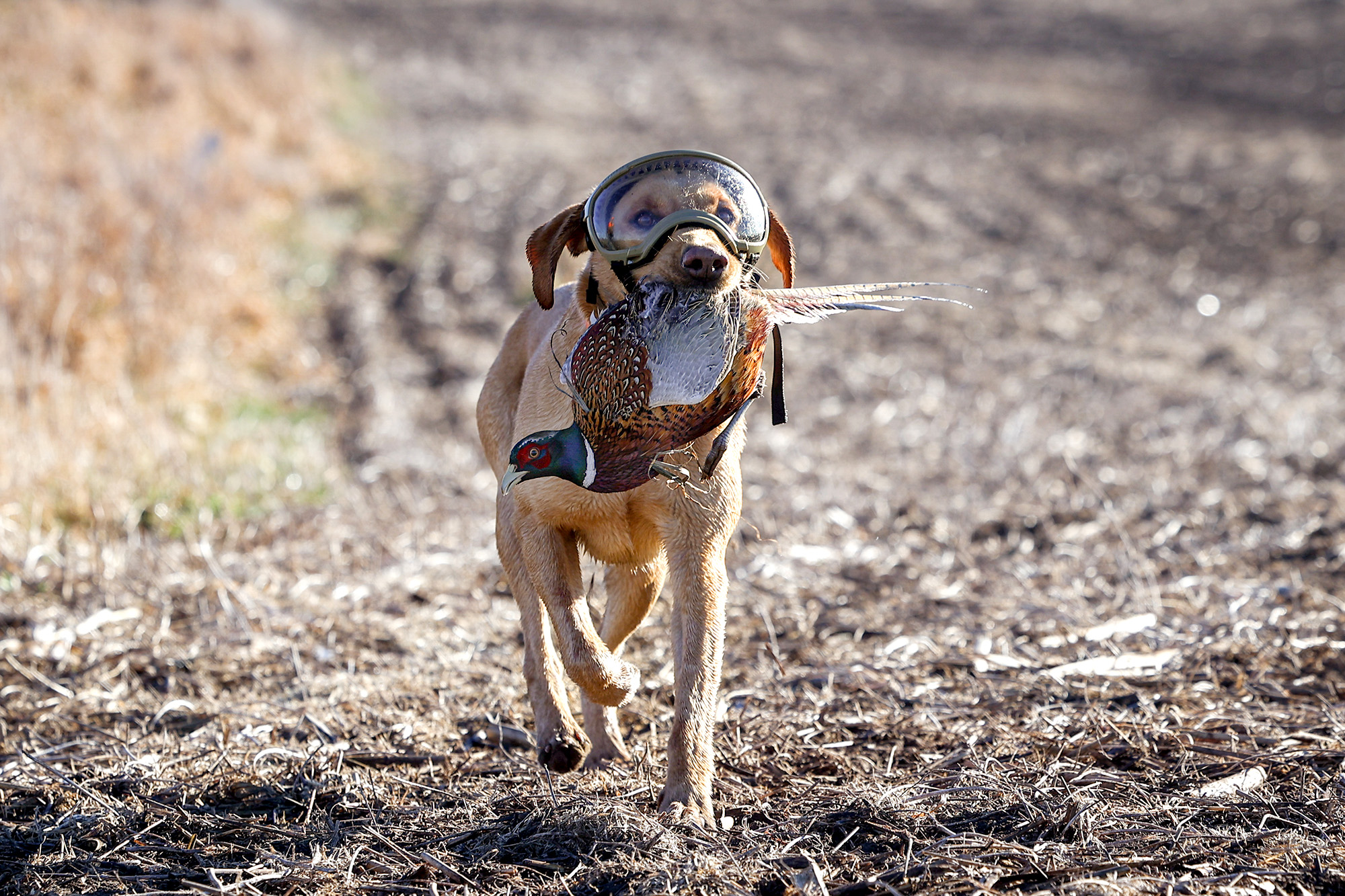 A dog wearing goggles fetches up a rooster.