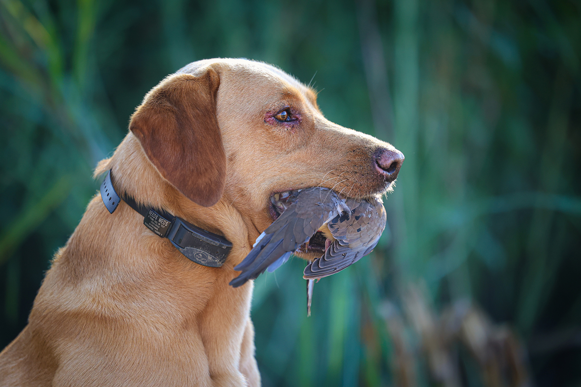 A yellow Lab holds a dove.