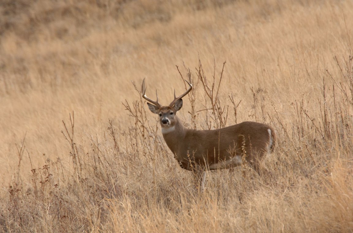 A whitetail buck stands on a hillside in Montana.
