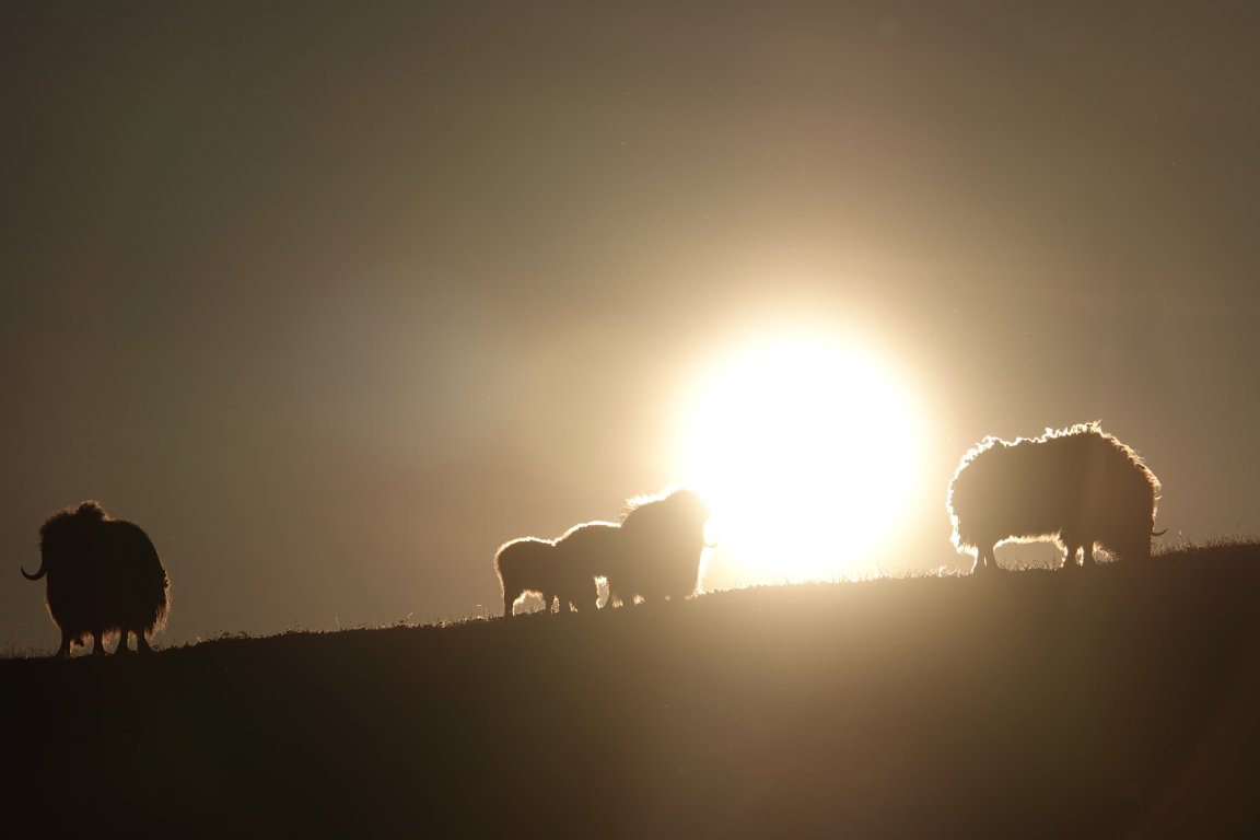 musk ox