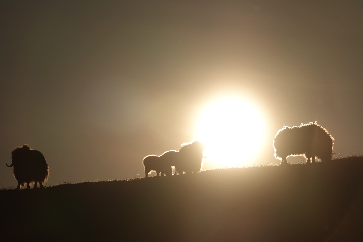 They Mysterious “Little People” of Northwest Alaska Are Just One Example of the Supernatural in Arctic Wilderness 
