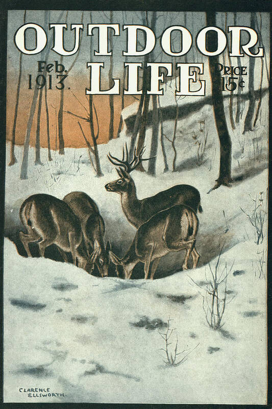 An old outdoor life magazine cover from feb 1913 featuring a mule deer buck and does feeding in the snow