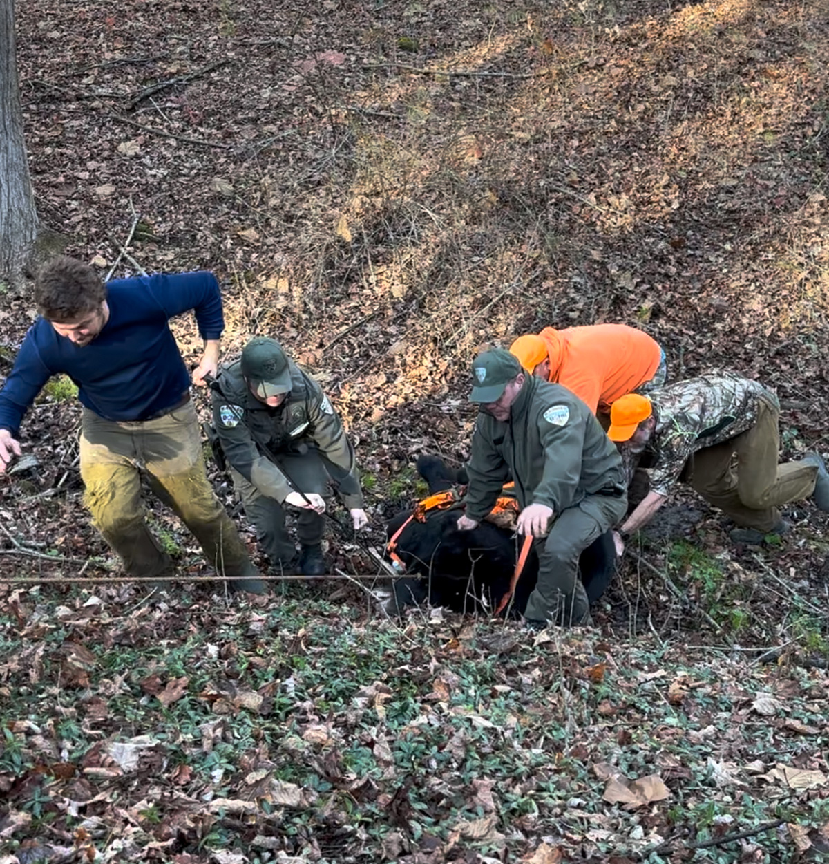 A group of hunters haul a black bear out of the woods.