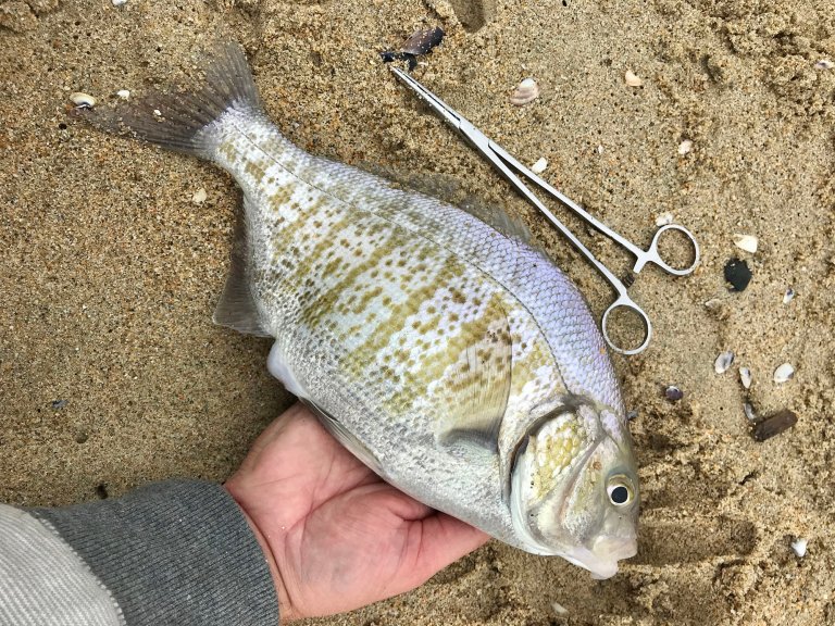 A surf perch in SoCal.