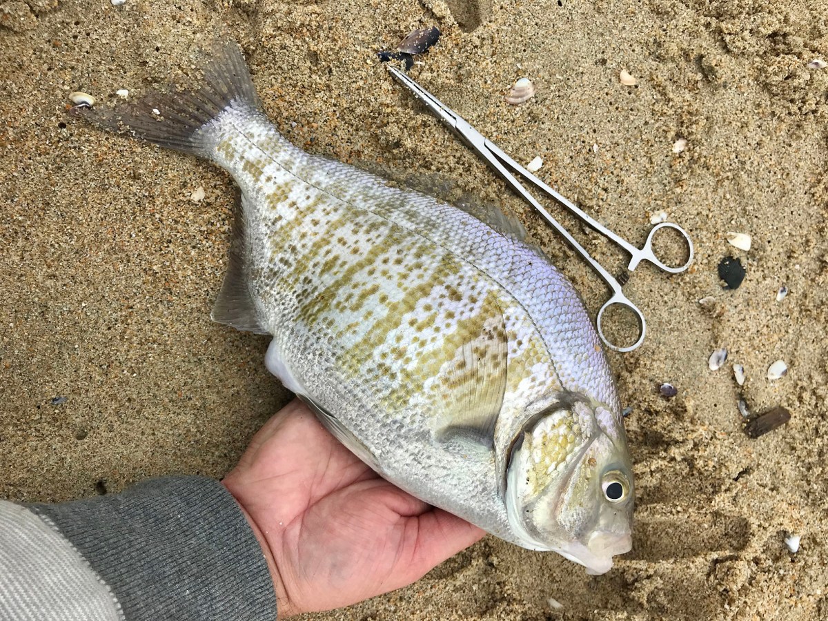 Quick Strike Podcast: Catch a Pile of Perch in the Surf