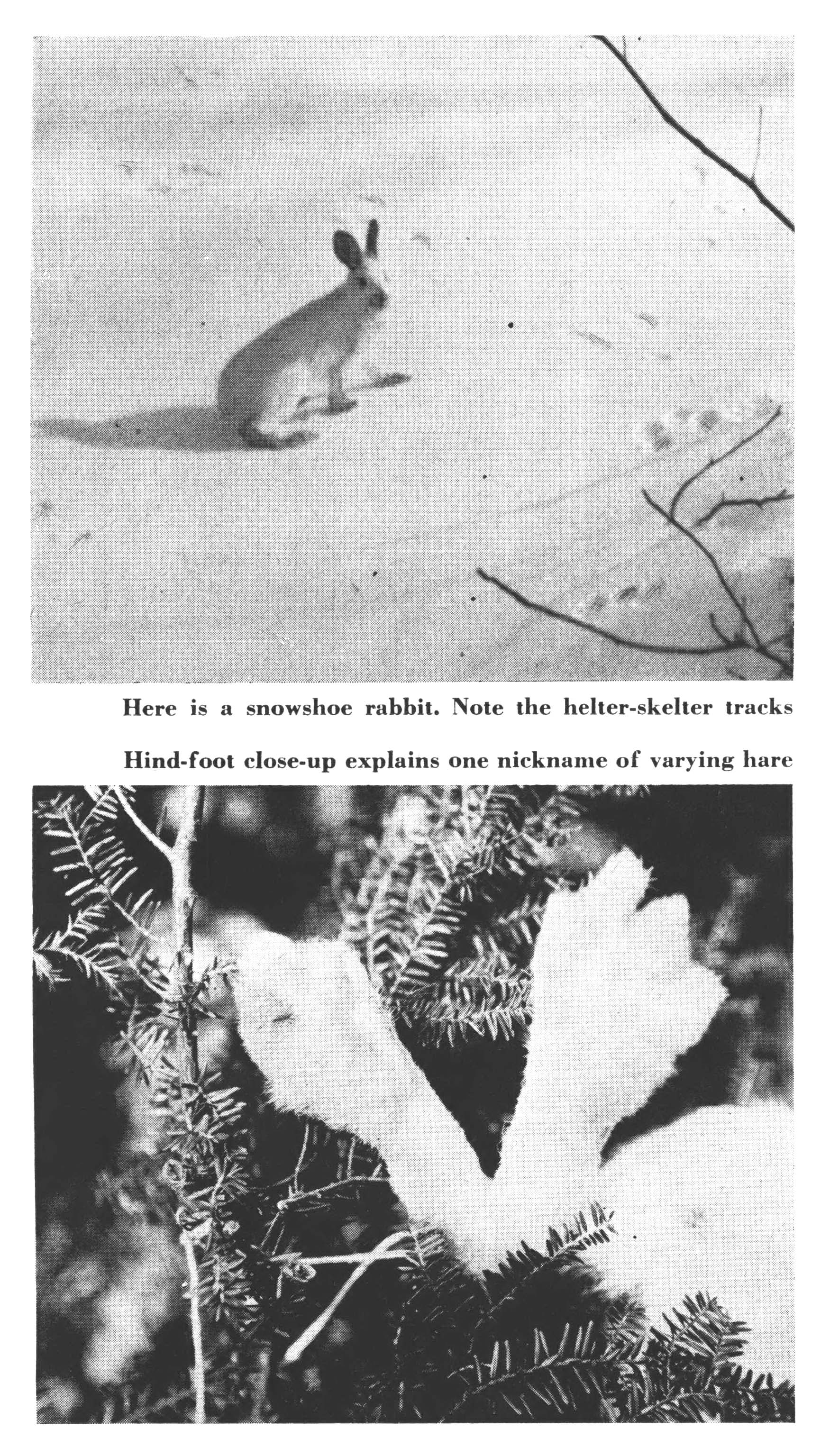 Old black and white photos of hares.
