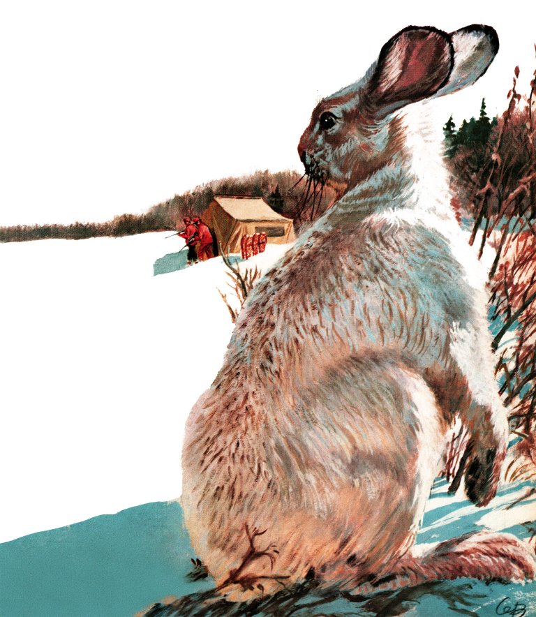 A snowshoe rabbit looking at a tent copyrighted