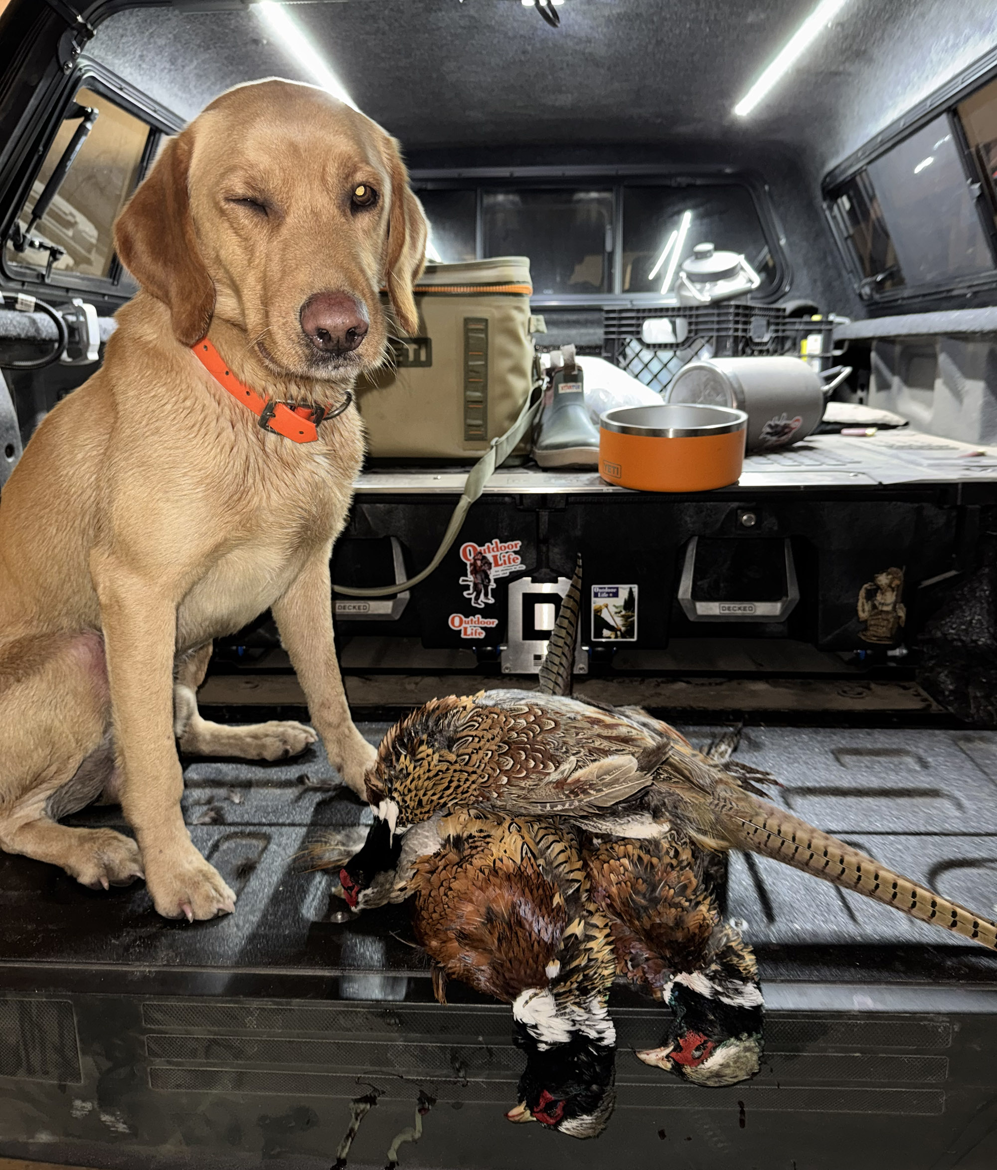 A dog squinting on a tailgate.