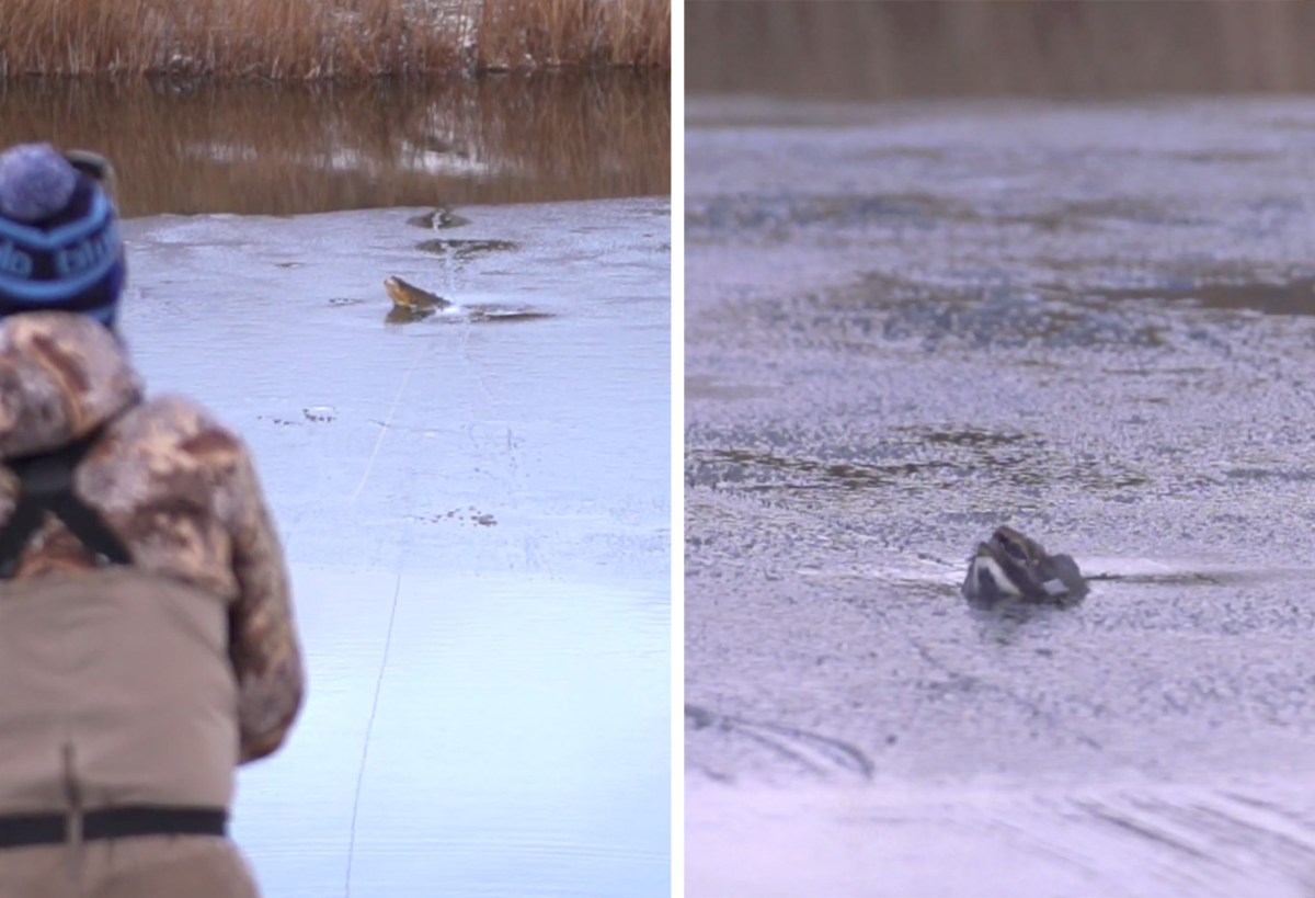 This Video of Trout Smashing Flies Through the Ice Will Keep You Fired Up All Winter