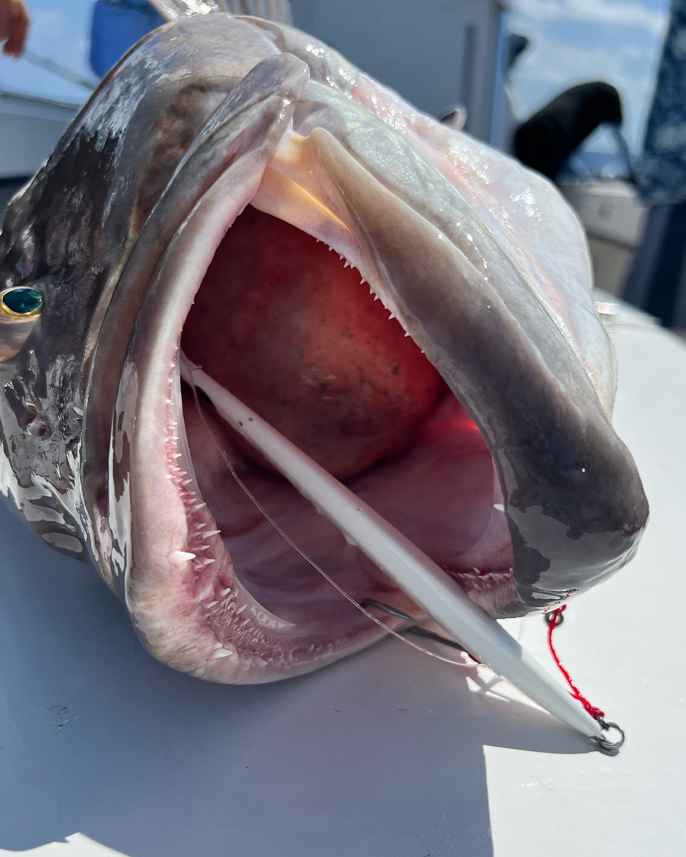 Florida Angler Catches World-Record Grouper Right After Breaking a