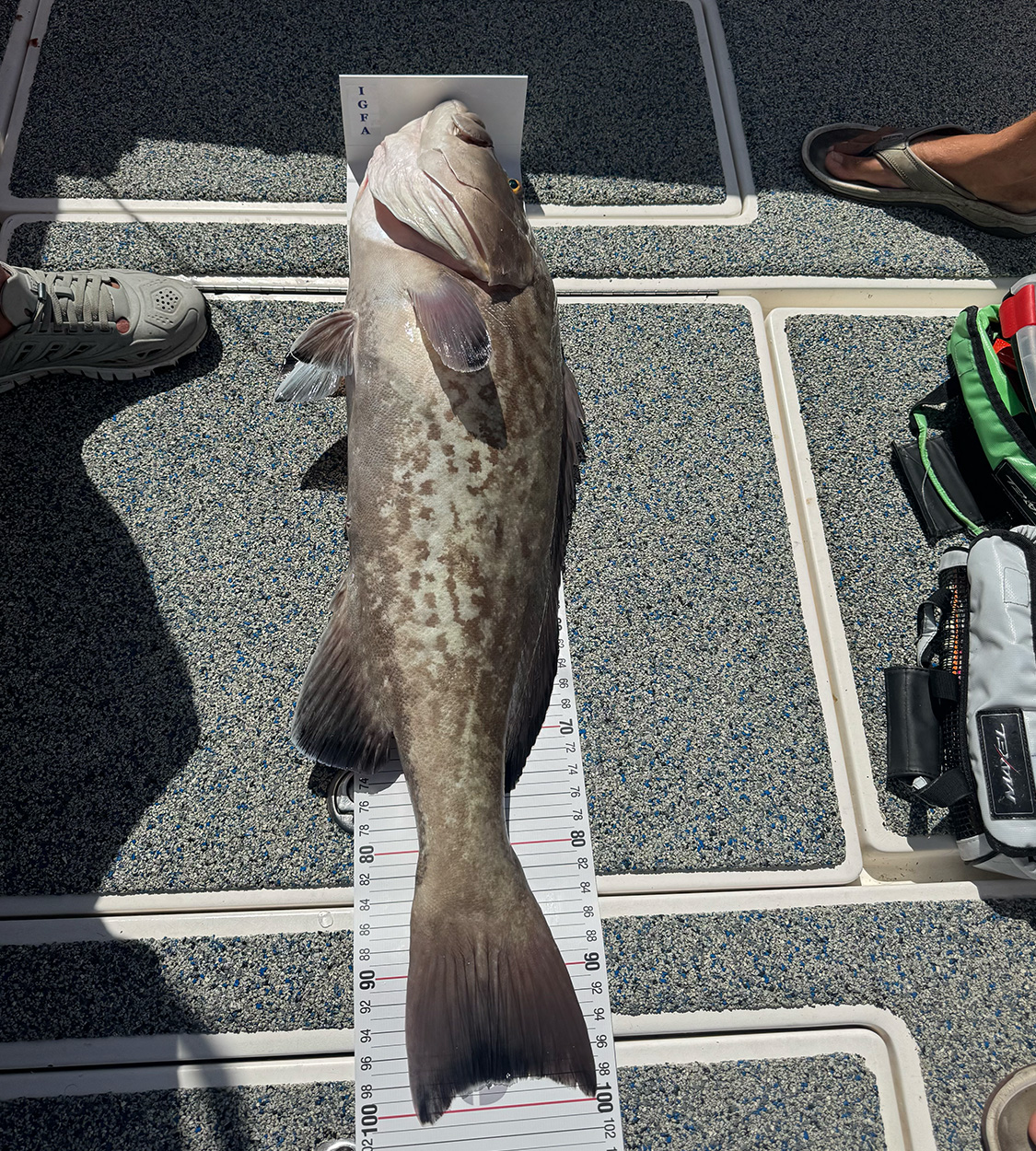 Florida Angler Catches World-Record Grouper Right After Breaking a