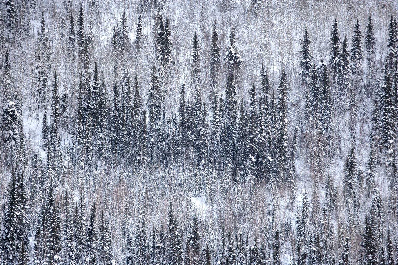 yukon woods in the winter