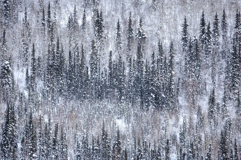 yukon woods in the winter