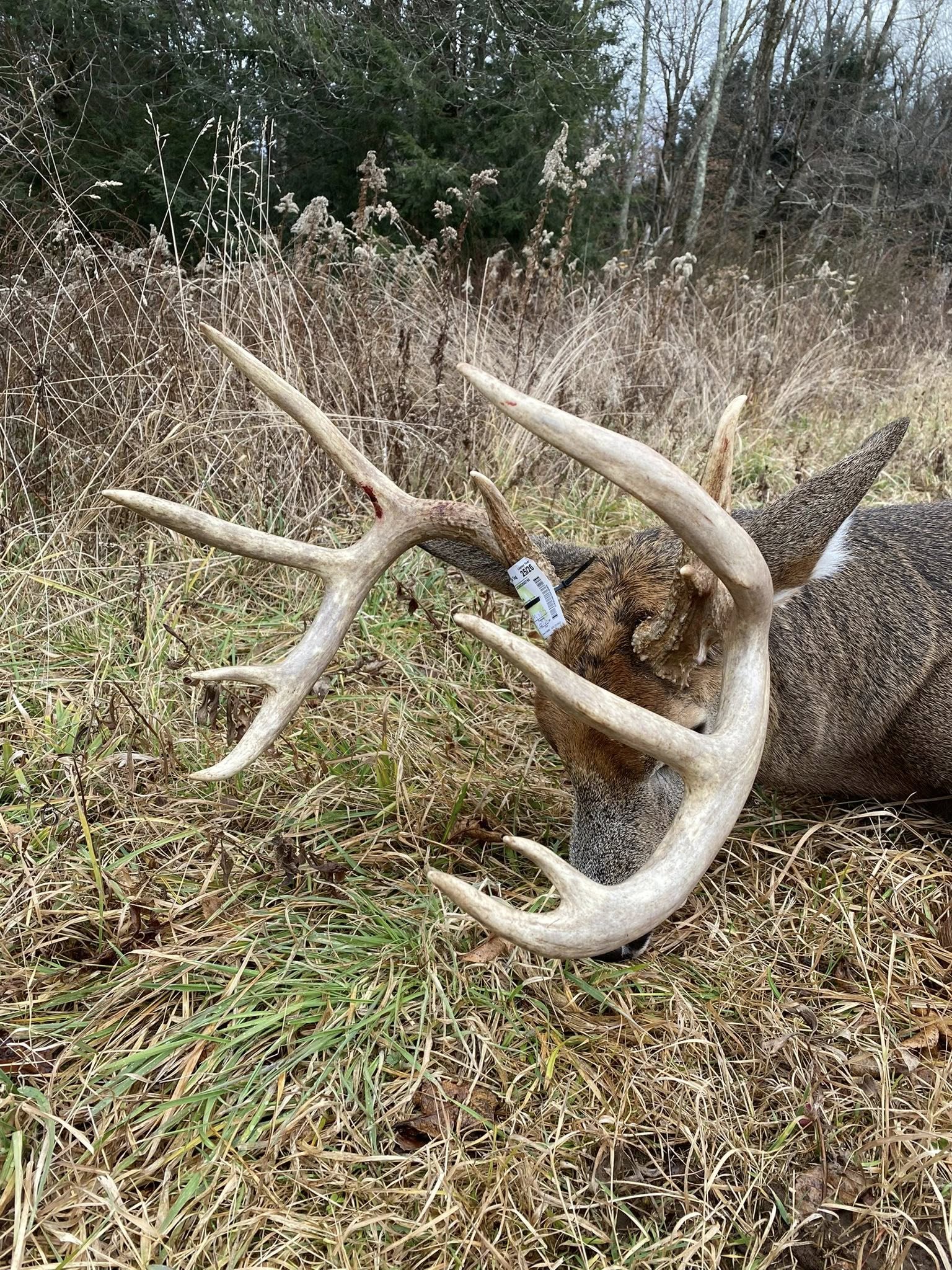 pa buck