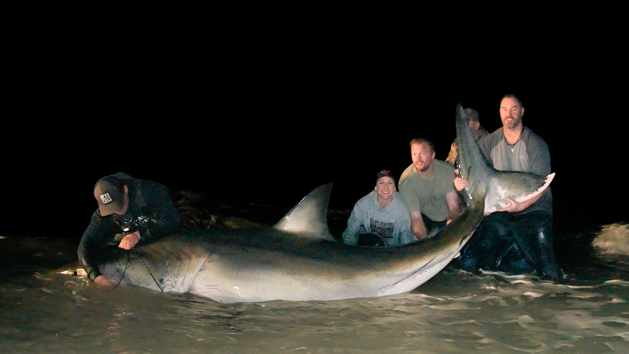 preparing a great white shark for release
