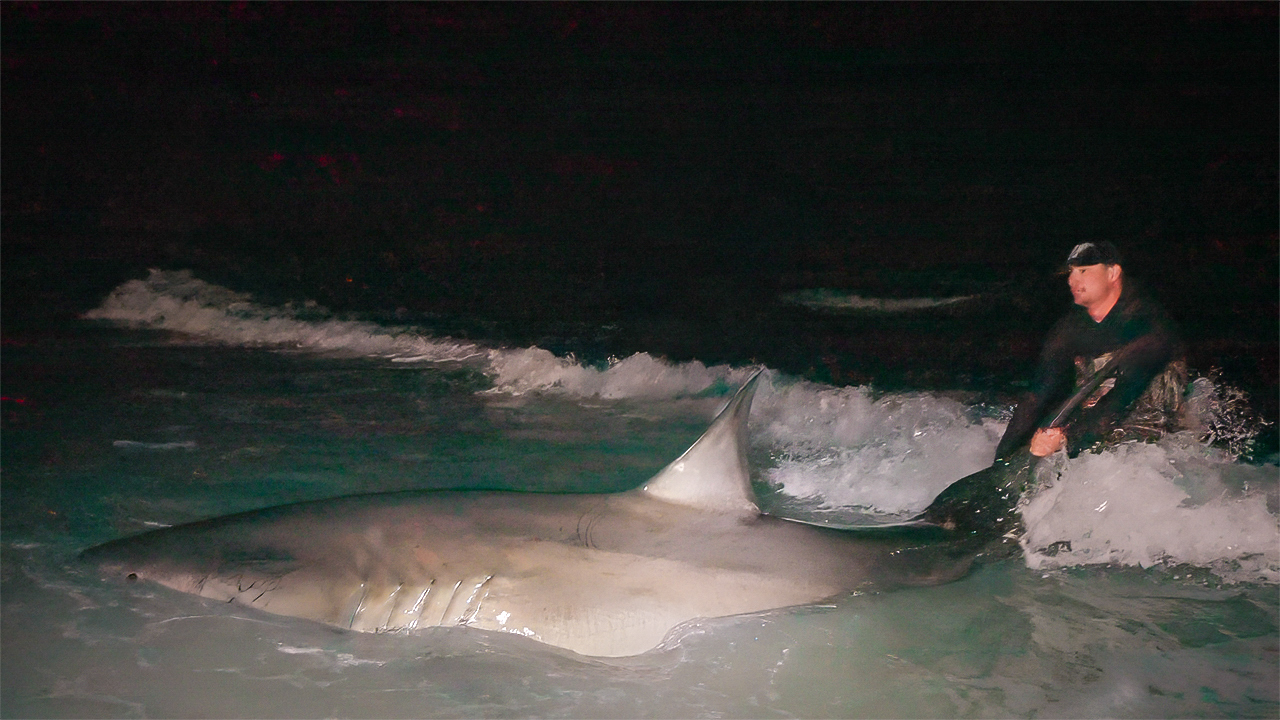 Releasing a great white